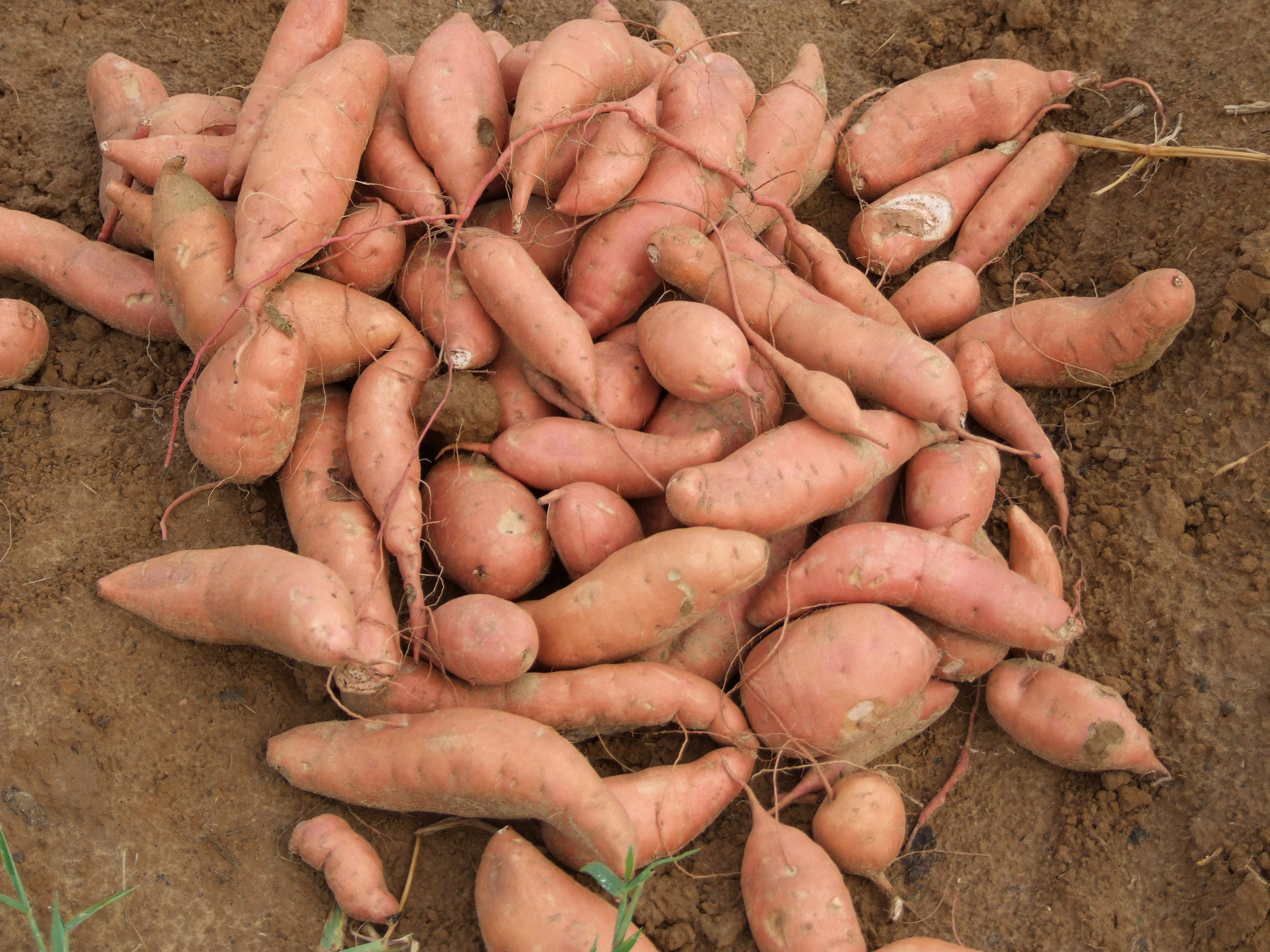 LSU AgCenter sweet potato field day set for Aug. 16